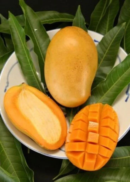 Live Plant - Grafted (Pineapple) Mango 2'-3'