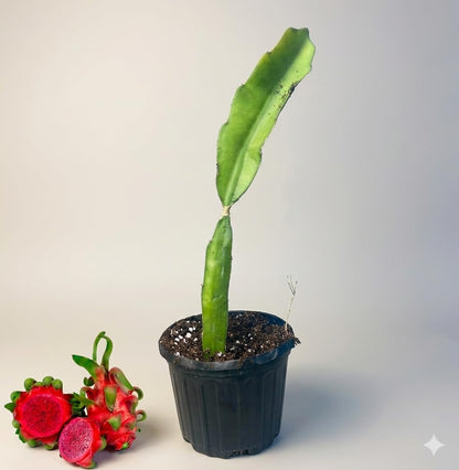Red Dragon Fruit Plant Live 12 Inch Tall in Quart Pot, Sweet Tropical Fruit Plant, Red Pitaya Plant for Outdoor Garden
