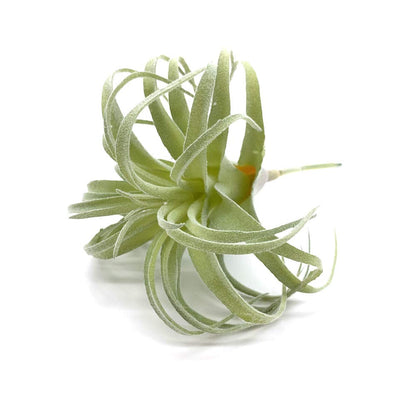 EBUYOM 2 PCS Artificial Succulents Plants Real Touch Lifelike Succulants Plants Faux Greenery Plants Garden DIY Home Office Decoration Ornament (Flocking Air Plant)