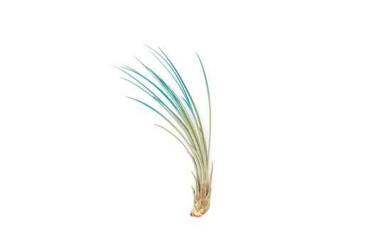 Teal Blue Colorful Tillandsia Air Plants - Long Lasting Color Enhanced Live Tillandsia Succulent House Plants - Home and Garden Decor - Easy Care Indoor and Outdoor (Juncea, Single)