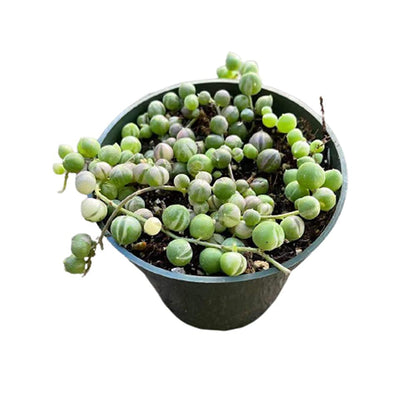 Live Succulent Plants String of Pearls Variegated(4" Pot)