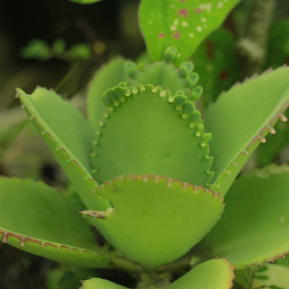 Live Mother of Thousands Plant Kalanchoe Starter Plants, 4 Inch Pot Kalanchoe Houseplants Succulent Live