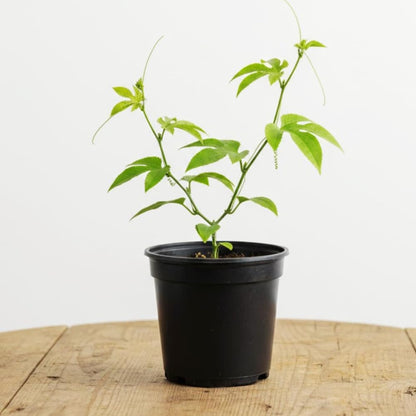 Sweet Passion Fruit Plant Live, Fragrant Passion Fruit Tree Live Plant, Edible Fruit Bearing Vine, Perennial Tropical Plant for Outdoor Gardening, 4-6 Inches Tall