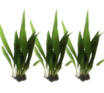 Marcus Fish Tanks - 3X Java Fern Microsorum Pteropus Easy Live Aquarium Plants Aquatic Fish Tank Plants
