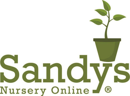 Sandys Nursery Online Plumbago Auriculata Perennial Shrub, Imperial Blue Flower, Lot of 2 Starter Plants