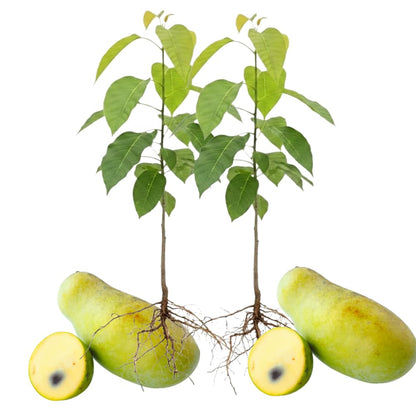 3 Pawpaw Trees Live Plants, 1 Year Old Paw Paw 7 to 12" Tall Bare Roots, Dormant in Winter