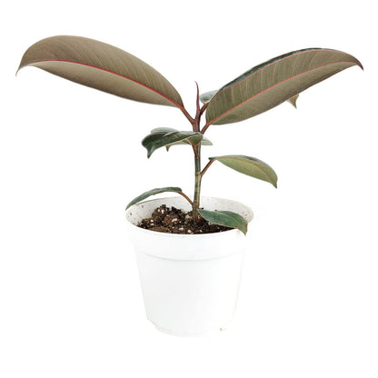Burgundy Rubber Plant (4" Grower Pot) - Air Purifying and Live Healthy Houseplant - Easy to Grow, Easy to Care Indoor Houseplant