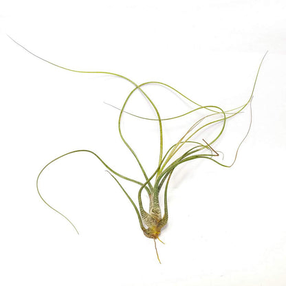 Tillandsia Butzii Air Plant (6''-8'')