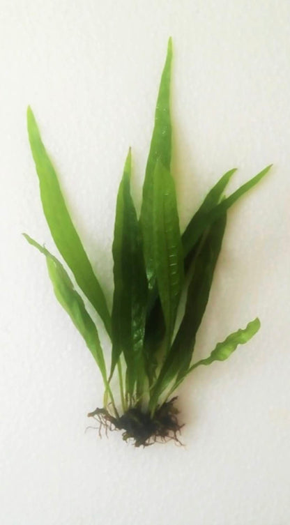 Marcus Fish Tanks - 3X Java Fern Microsorum Pteropus Easy Live Aquarium Plants Aquatic Fish Tank Plants