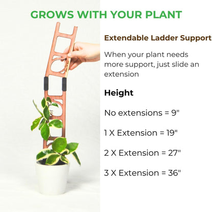 Treleaf Stella Extendable Ladder Trellis - Wooden Plant Trellis for Indoor Climbing Plants, Modular Plant Support Stake with 12” Base + 8” Extension - Perfect for Ivy, Hoya, Houseplants