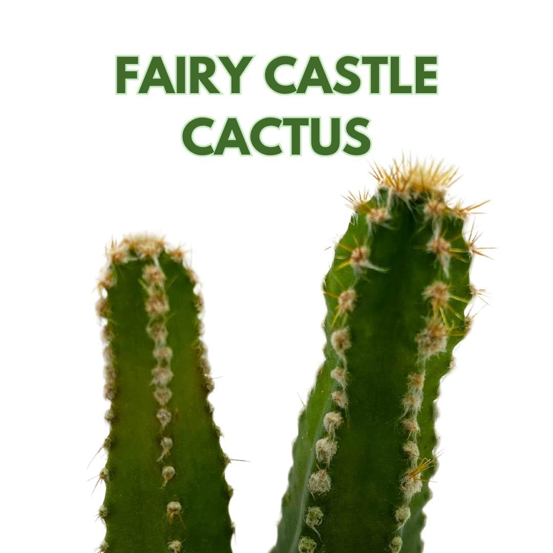 BubbleBlooms Acanthocereus tetragonus Fairy Castle Cactus, in a 2 inch Pot