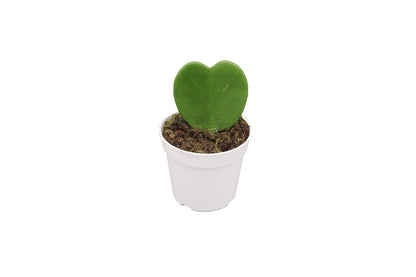 Hoya Plant, Live Indoor Plant 4 inch Grower's Pot (Kerrii Single Heart)