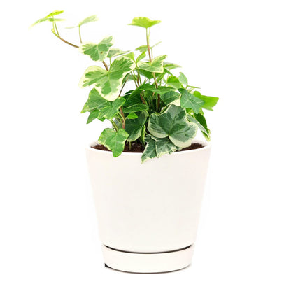 Golden English Ivy - Hedera Helix Kolibri (4" Grower Pot) - Eye-catching, Air-Purifying, Easy to Grow Houseplant - Best Trailing Houseplant for Home and Office Decoration