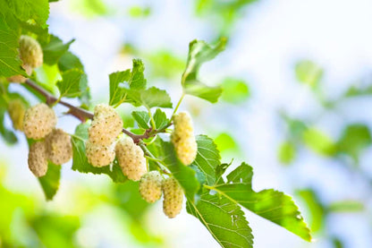 Starter Live Plants of White Mulberry Tree (Morus Alba) - Beautiful All Year Round - USDA Zones 4 to 8 (2 Plants)