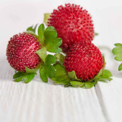 Indian Strawberry Vine Seeds for Planting (100 Seeds) - Duchesnea Indica Tuttifrutti