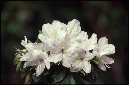 Live Plant - Delaware Valley White Azalea Rhododendron Deciduous Starter Plant