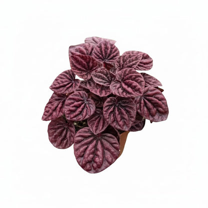 Peperomia 'Ripple Red' (4 inch) - Lucky Houseplants - 4/6 inch Unique Live Decorative Houseplants - Easy to Care Indoor Plants, Perfect for Office, Home & Feng Shui Decor