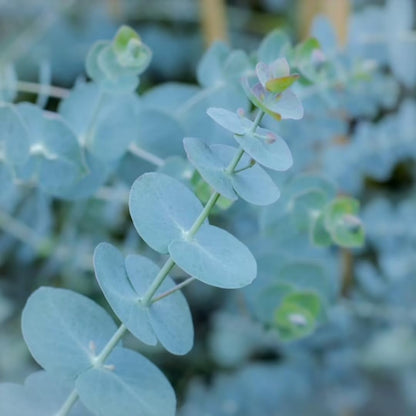 Live Eucalyptus Eucalyptus Plant Tree, Indoor Outdoor Fragrant Baby Blue Eucalyptus 5-9 Inc Tall, No Pot