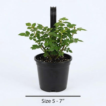 Pink Rose Plant Live, Rose Bush Shrub Plant, Climbing Rose Flower Plant, 2.5 Inc Potted
