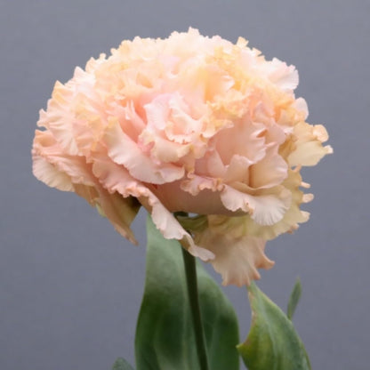 Combo 3 Eustoma Lisianthus Live Plants, Well-Rooted Starter Plug Size, Thornless Love Rose Plant Zones 8 to 10, Cold Hardy, 3 to 4 Inches in Tall, No Pot, Apricot