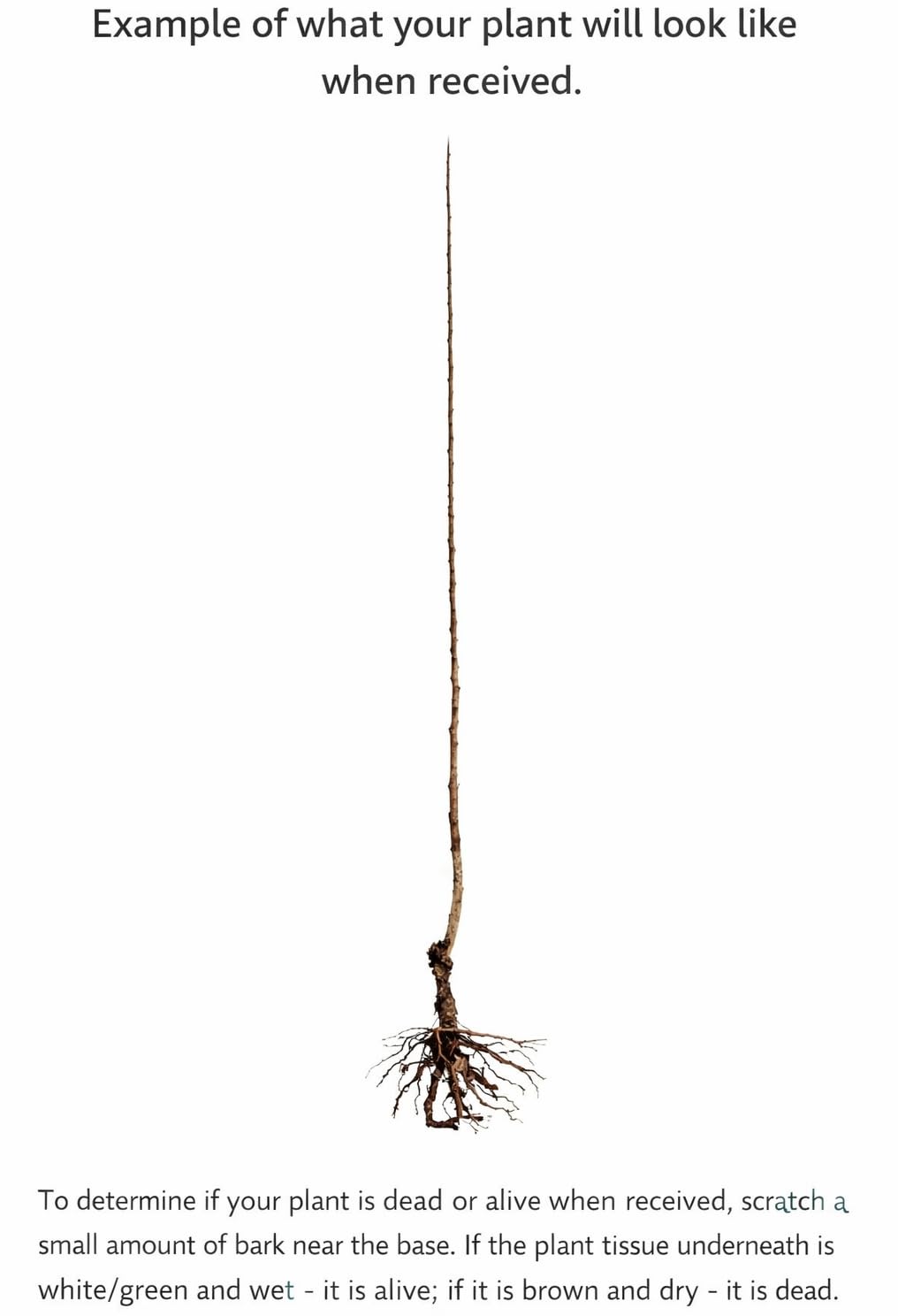 2 Purpleleaf Sand Cherry Shrubs/Trees - 24-36" Tall Live Plants - Purple Leaf Cistena Plum Bushes - Prunus x cistena - (2 Pack)