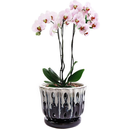 NiSevenLiving Orchid Pots with Holes Attached Saucers 6 Inches - 1 Pcs Small Ceramic Pots for Repotting, Decorative Ceramic Orchid Planter with Hole for Healthy Root Growth White Over Black