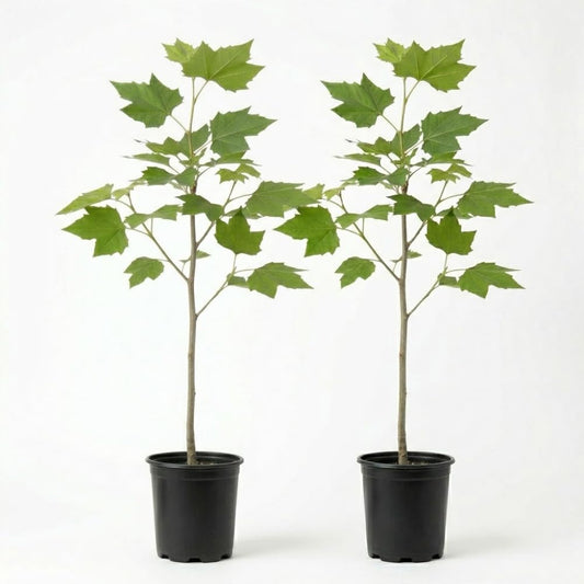 2 American Sycamore Tree, Quart Pot - 12-18 Inch Tall, Vigorous Growth Habit with Unique Peeling Bark for Winter Interest