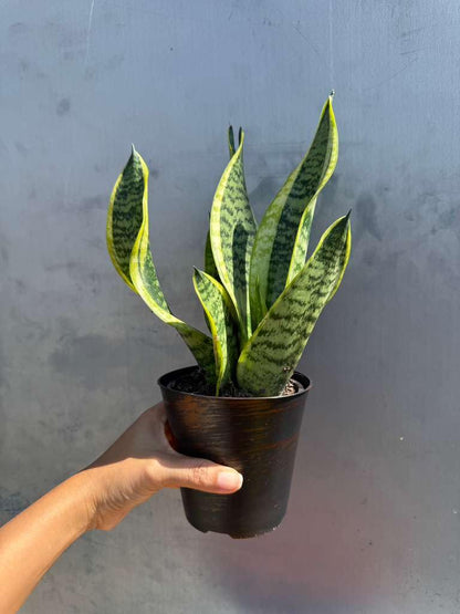 PLANTVERS Sansevieria ‘Laurentii’ in 4" Decorative Pot – Golden Snake Plant – Live Easy Care Succulent – Air Purifying Indoor Plant – Low Maintenance Houseplant for Home or Office