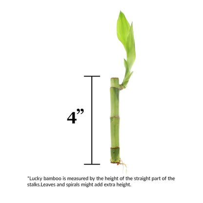 NW Wholesaler - 4" Live Lucky Bamboo Plant - Bundle of 10 Stalks - Live Indoor Houseplants for Home Decor, Live Bamboo Plant, Indoor Low Light Plants, Feng Shui (10)