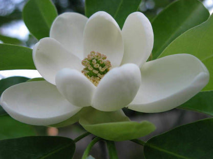 Sweetbay Magnolia Tree 10-18" Tall in a Quart Pot - Live Plant Magnolia