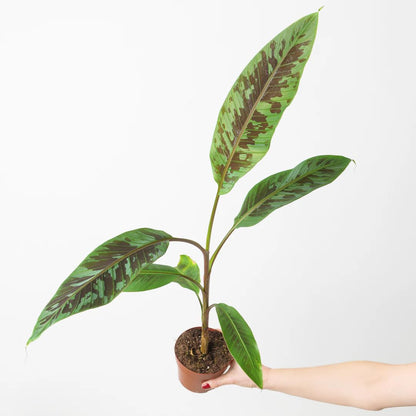 Zebrina Banana (Blood Banana) 5-9" Live Plant - Rare Red Variegated Foliage - Fast Growing Ornamental for Patio/Indoors - Tropical Rojo Accent