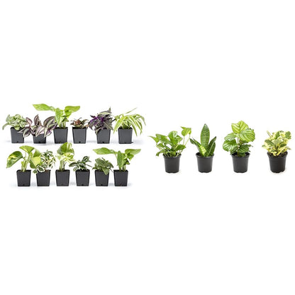 Altman Plants Live Houseplants (12PK), Indoor Plants for Delivery Prime & Essential Houseplant Collection (4PK) Live Plants Indoor Plants Live Houseplants in Plant Pots, Easy House Plants Indoors