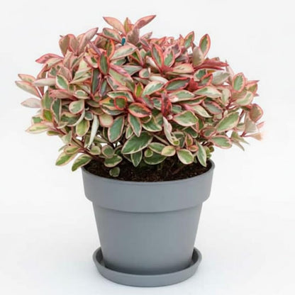 Peperomia Plant Live, Peperomia Live in 3.5 Inches Pot, Tropical Houseplant for Indoor Planting, Compact Plant for Home Office Decor, 4 to 6 Inches Tall (Peperomia Rainbow)