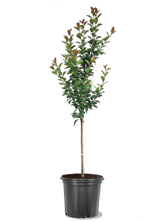 American Plant Exchange Crabapple Tree 'Centurion' – Live Flowering Ornamental Tree, 5-Gallon Pot, Cold Hardy, Pink Spring Blooms and Red Fruit for Outdoor Landscapes