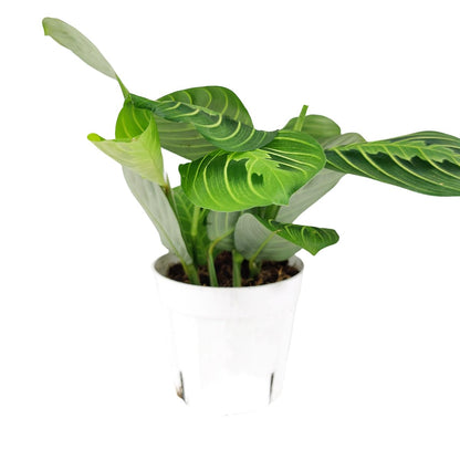 Maranta Lemon Lime (4 inch) - Lucky Houseplants - 4/6 inch Unique Live Decorative Houseplants - Easy to Care Indoor Plants, Perfect for Office, Home & Feng Shui Decor