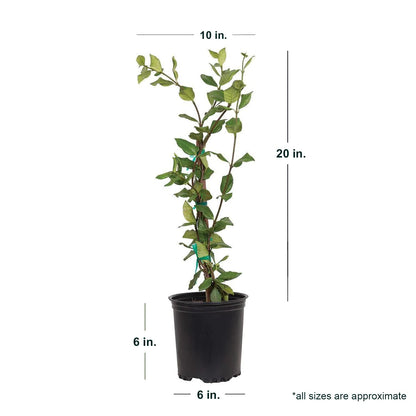 Star Jasmine 'Large Leaf' (2.5 Quart) Aromatic White Blooming Evergreen Vine - Full Sun Live Outdoor Plant