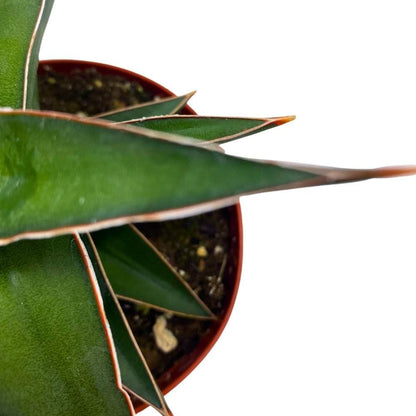 BubbleBlooms Samurai Dwarf 4 inch Sansevieria Lavranos Banana Ehrenbergii, Star Exotic Snake Plant
