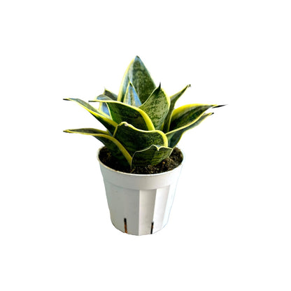 Hopewind Plants Shop Snake Plant, Sansevieria, Live Indoor Plant, Easy Care, Air Purifying Plant, 4 inch Pot (Ocean Star)