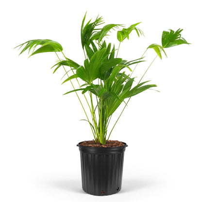Chinese Fan Palm Tree, Livistona chinensis - Tropical Indoor/Outdoor Live Tree, Exotic Houseplant with Large Fan-Like Leaves, Low Maintenance Garden and Patio Accent (2gal Pot; 35-42in)