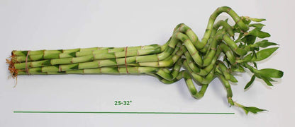 Athena's Garden B-CS28 Lucky Bamboo Corkscrew Spiral Shoots, 25-32", Green