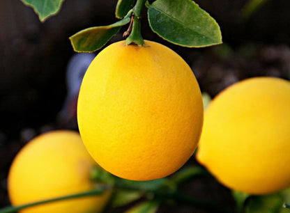 Meyer Lemon Tree - 2-5 Inch Tall Live Plant - Potted Indoor/Outdoor Fruit Seedling - Citrus x meyeri