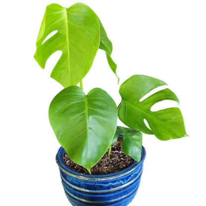 LEAL PLANTS ECUADOR Monstera Deliciosa Live Plant| Large Indoor Swiss Cheese Plant | Tropical Air-Purifying Houseplant with Unique Perforated Leaves | Easy Care Monstera Indoor House Plant