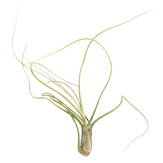 Tillandsia Butzii Air Plant (6''-8'')