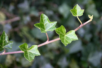 English Ivy Hoop - Live Plant in a 4 Inch Pot - Hedera Helix - Florist Quality - Beautiful Easy Care Indoor Air Purifying Topiary Houseplant Vine