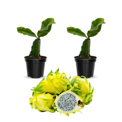 2 Yellow Dragon Fruit Tree Live Plant, 4 to 7 Inc, Live Dragon Fruit Plant, Sweet Fruit Plant Outdoor Garden, Without Pot
