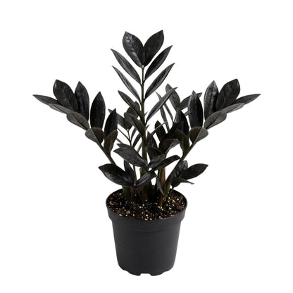 Live Black ZZ Plants, Black ZZ Plant Live Houseplants for Planting Indoor 3 Inch Pot