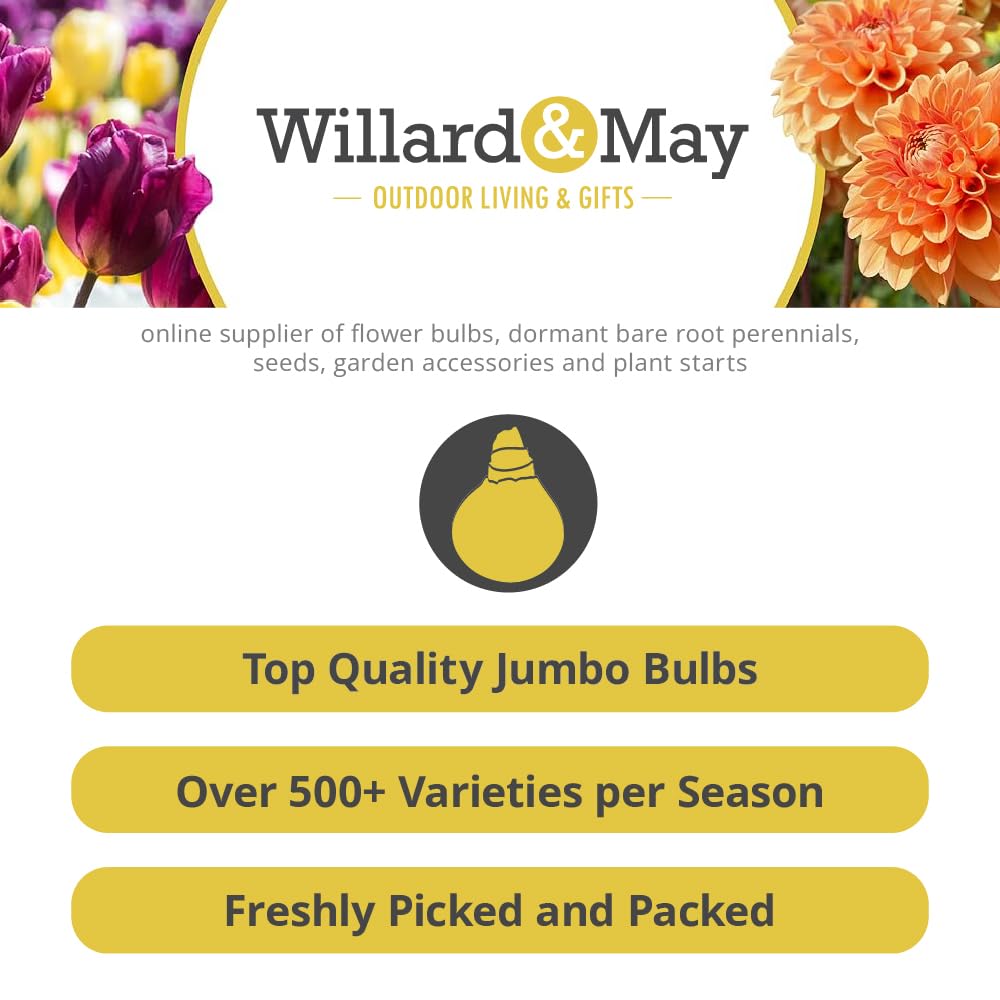 25 Pastel Mixed Ranunculus Bulbs for Planting - Buttercup Color Mix Value Bag - Plant in Gardens, Borders & Flowerbeds - Easy to Grow Fall Flowers Bulbs by Willard & May