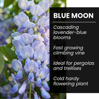 Red, White and Blue Ornamental Tree Collection – Red Maple, White Weeping Willow & Blue Wisteria – Live Outdoor Plants for Landscaping, Garden Focal Points & Seasonal Color