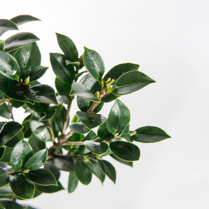 PERFECT PLANTS Yuletide Camellia Bush 1 Gallon | Live Shrub for Outdoor Planting | Beautiful Early Spring Flowers | Red Flower with Yellow Center