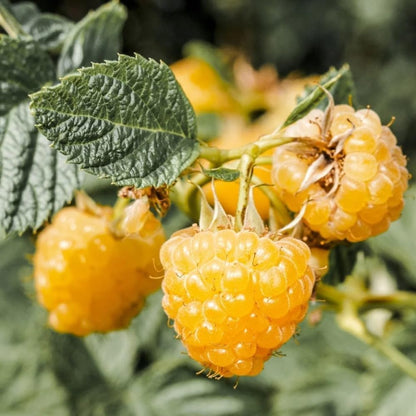 2 Fall Gold Raspberry Plants Live, Sweet Raspberry Bush Shrub to Grow, Well-Rooted 4-8" in Tall, Cold Hardy